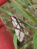 Image of Areas galactina formosana Okano 1960