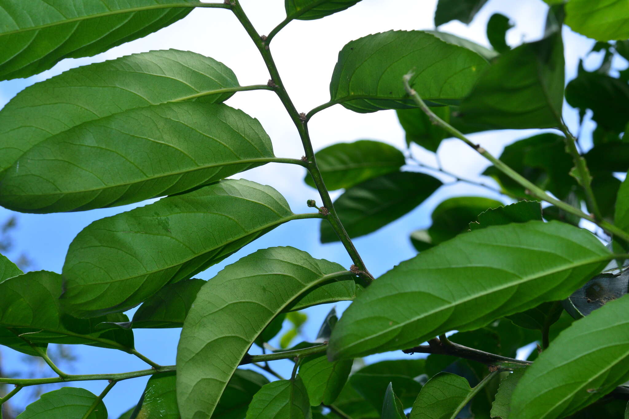 Image of Casearia glomerata Roxb.