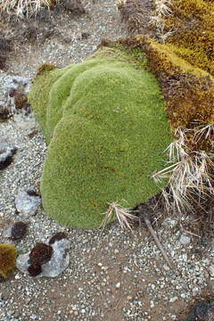 Image of Azorella selago Hook. fil.