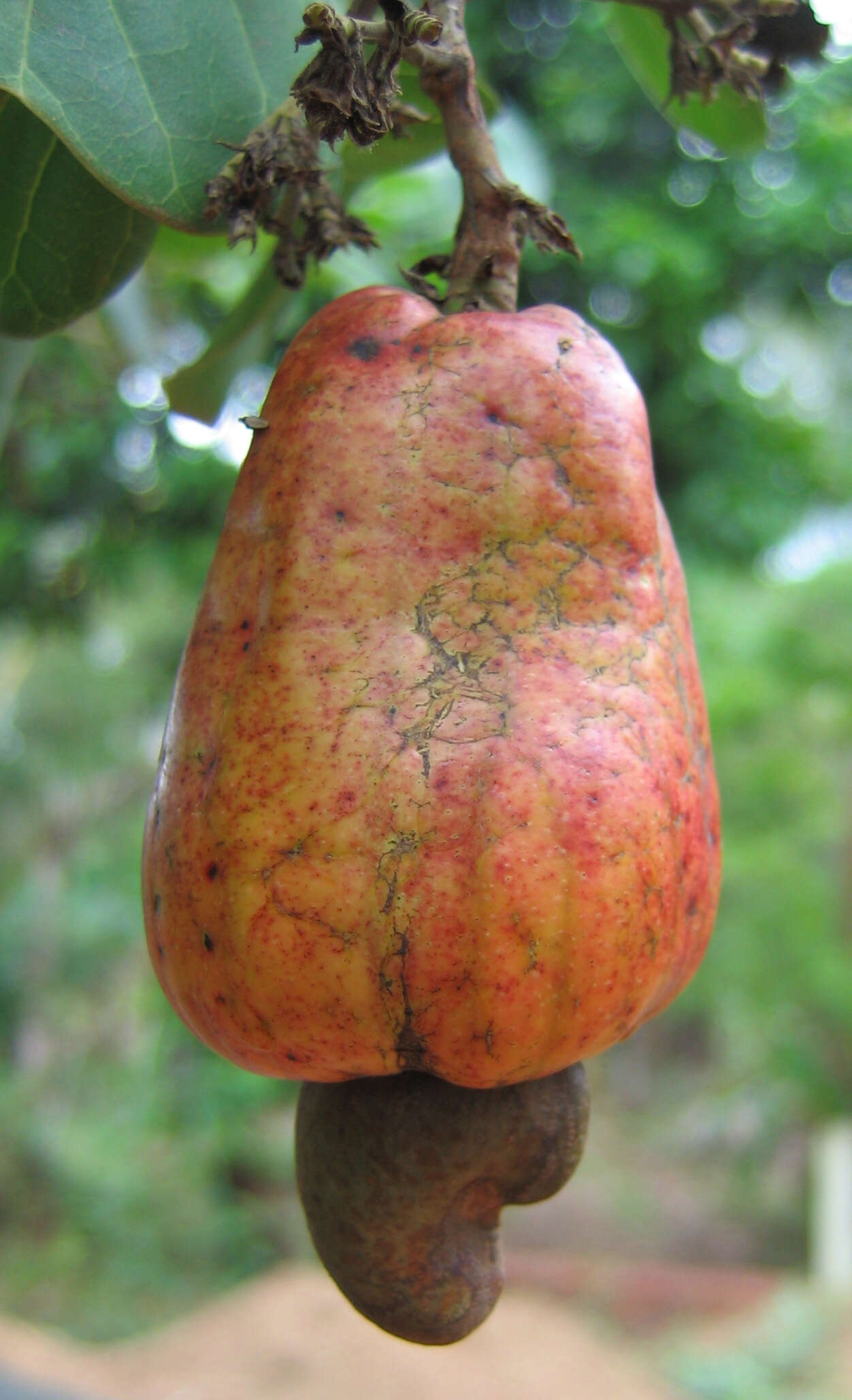 Image of cashew