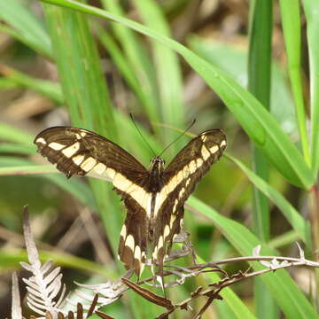 Image of Papilio paeon Boisduval 1836