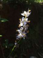 Image of Libertia sessiliflora (Poepp.) Skottsb.