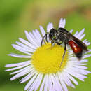 Image of Sphecodes heraclei Robertson 1897