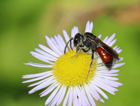 Image of Sphecodes heraclei Robertson 1897