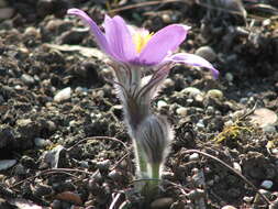 Image of Eastern Pasque Flower