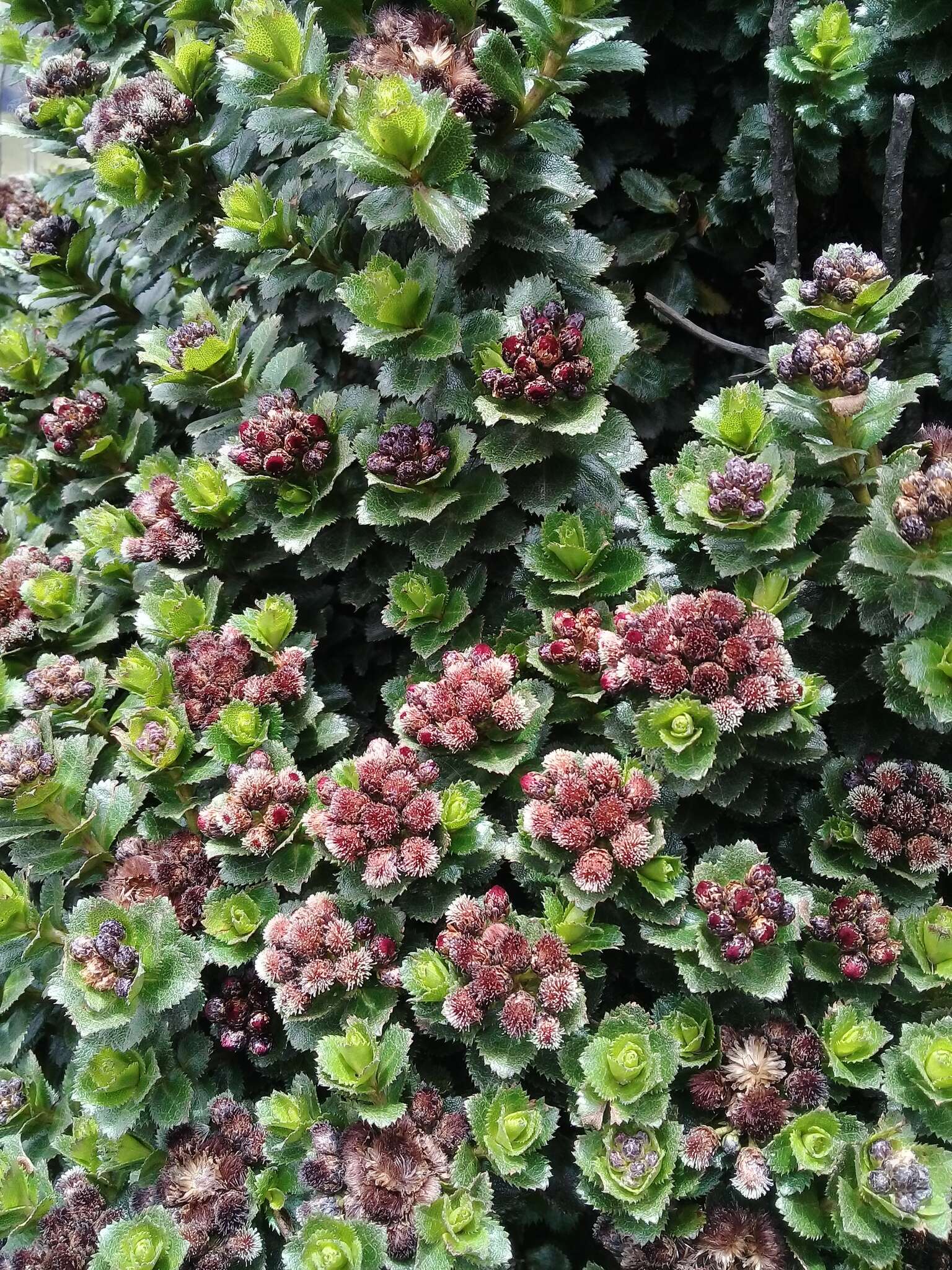 Image of Baccharis prunifolia Kunth