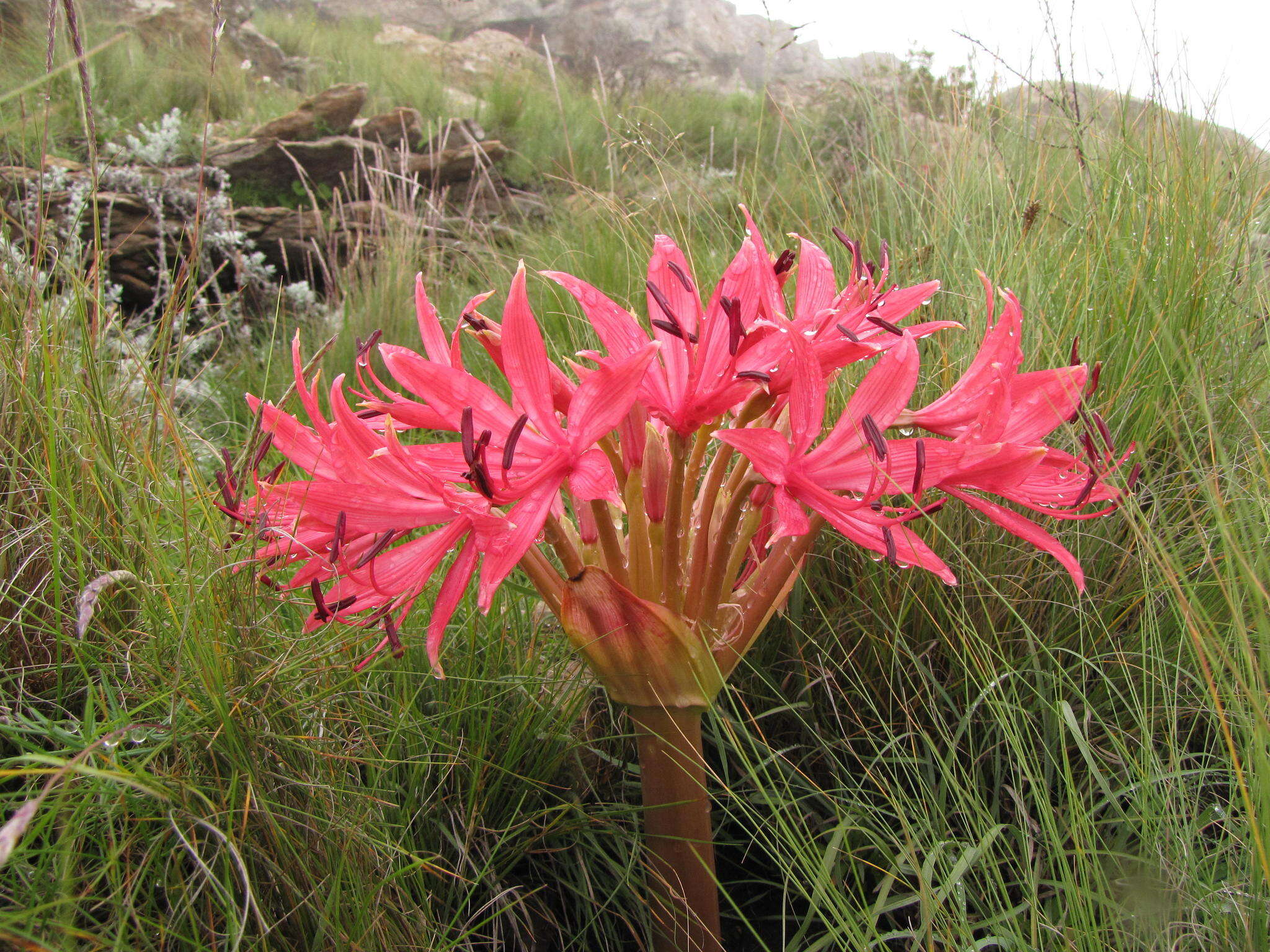 Image of Brunsvigia radulosa Herb.