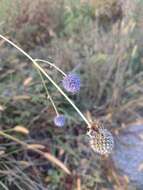 Image of Eryngium sanguisorba Cham. & Schltdl.