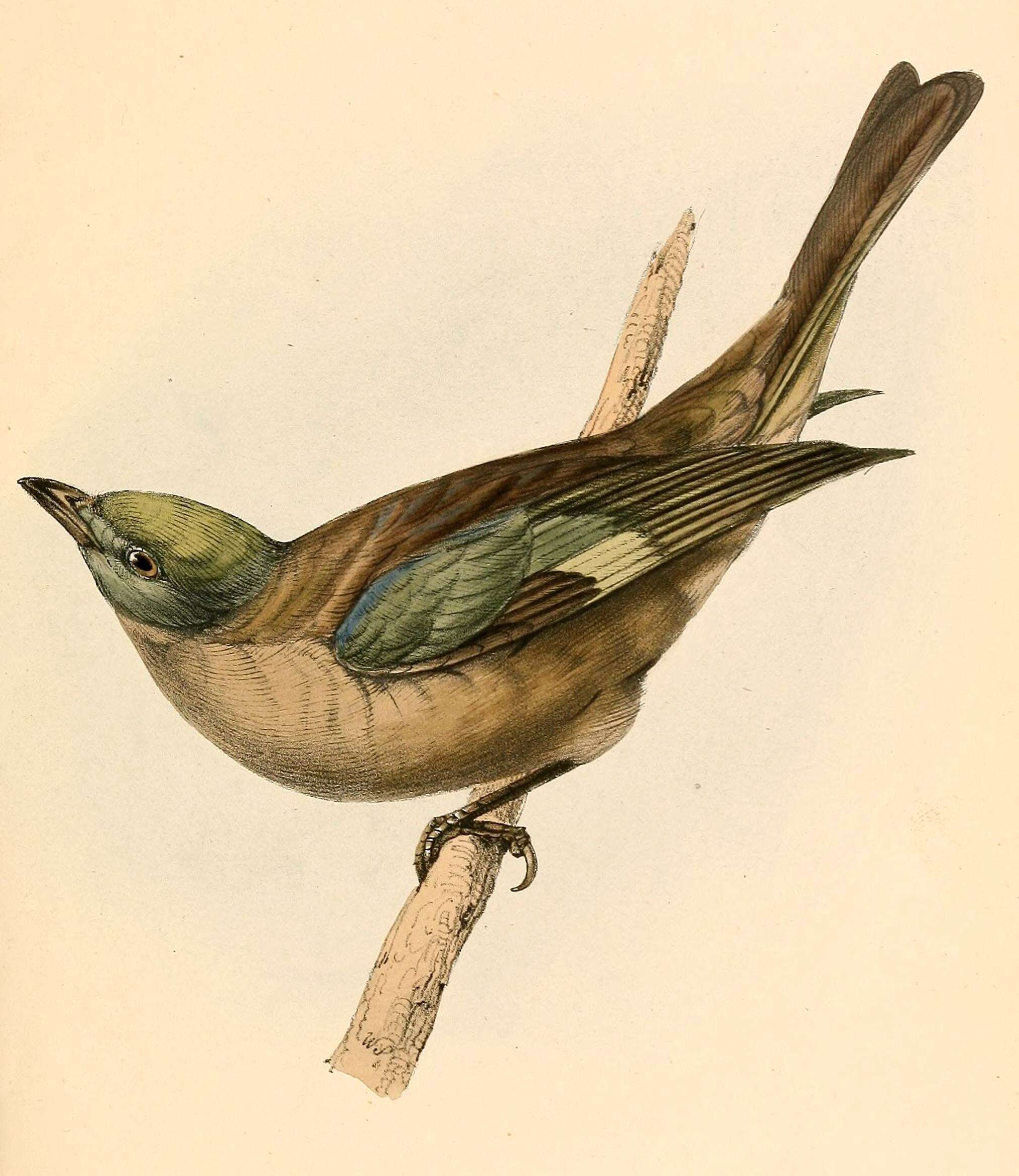 صورة Thraupis palmarum (Wied-Neuwied 1821)