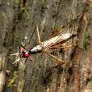 Rainieria antennaepes (Say 1823) resmi