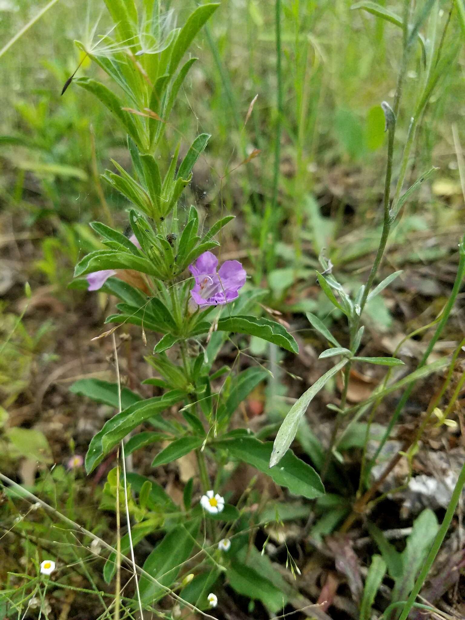 Plancia ëd Dyschoriste linearis (Torr. & Gray) Kuntze