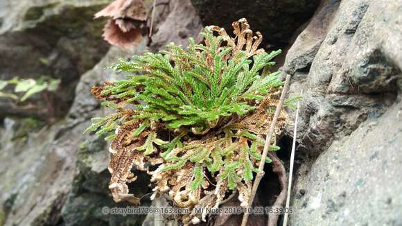 Image of Selaginella pulvinata (Hook. & Grev.) Maxim.