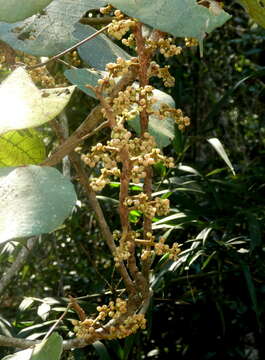 Image de Macaranga cuspidata Boivin ex Baill.