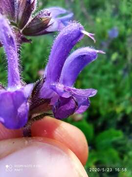 Image of Salvia sclareoides Brot.