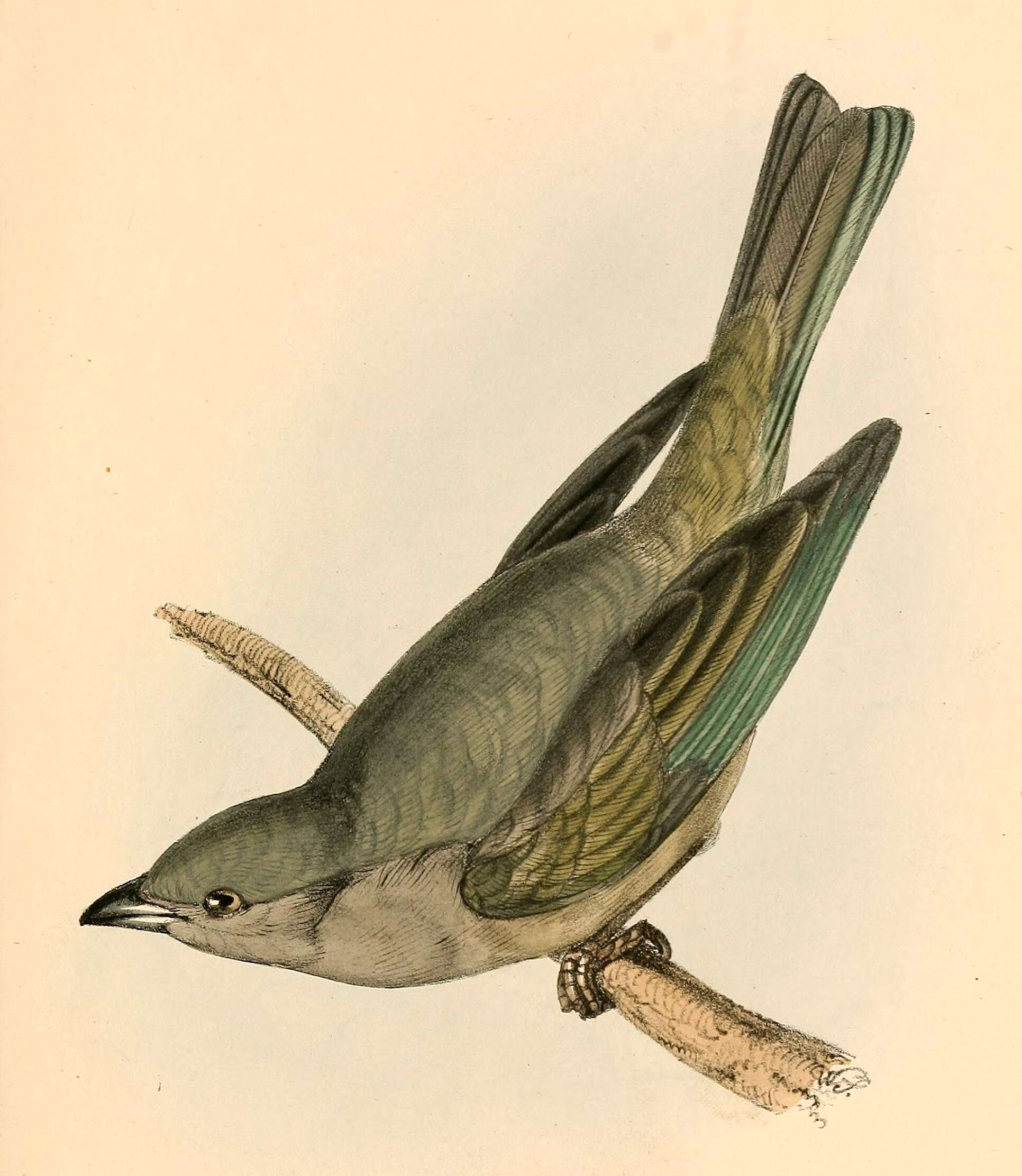 Image of Plain-colored Tanager