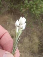 Image of Achyranthemum paniculatum