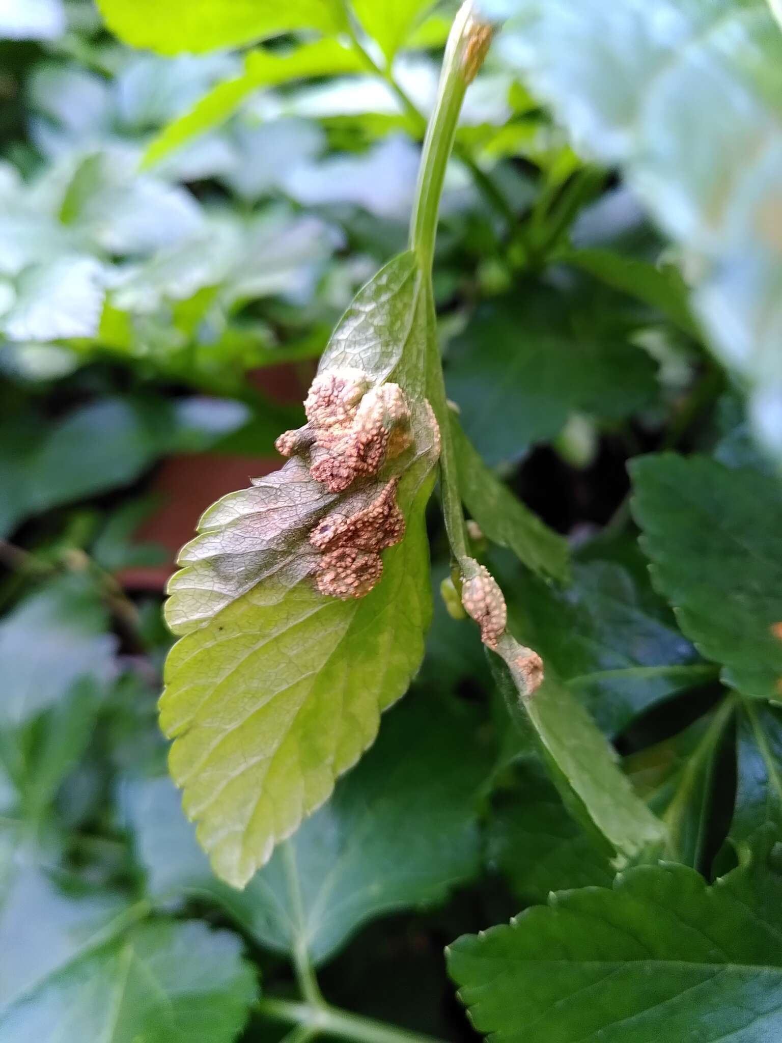 Imagem de Puccinia smyrnii Biv. 1816