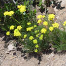 Plancia ëd Harbouria trachypleura (A. Gray) Coult. & Rose