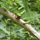 Image of Charaxes protoclea Feisthamel 1850