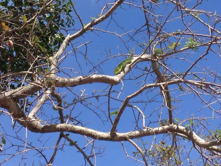 Image of Cuban Giant Anole