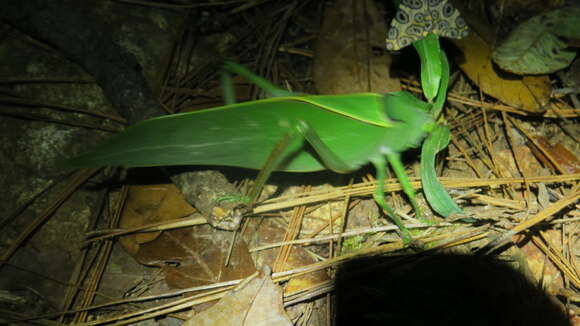 Image of Stilpnochlora azteca (Saussure 1859)