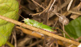 Image de Conocephalus (Anisoptera) fuscus (Fabricius 1793)