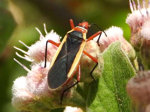 Image of Dysdercus (Dysdercus) obscuratus Distant 1883