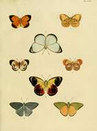 Image of Saletara liberia (Cramer (1779))