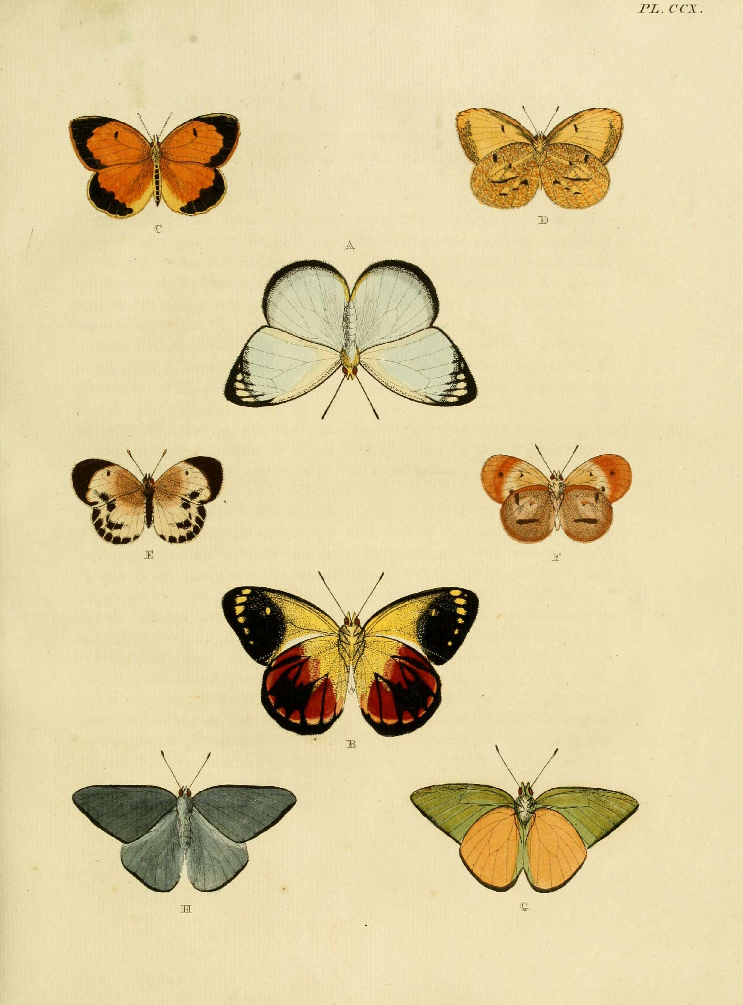 Image of Saletara liberia (Cramer (1779))