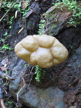 Image de Gyromitra californica (W. Phillips) Raitv. 1965