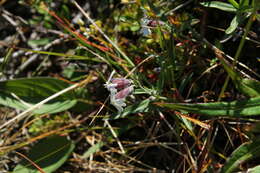 Image of pink campion