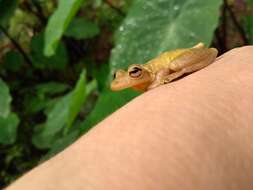 Scinax perereca Pombal, Haddad & Kasahara 1995的圖片