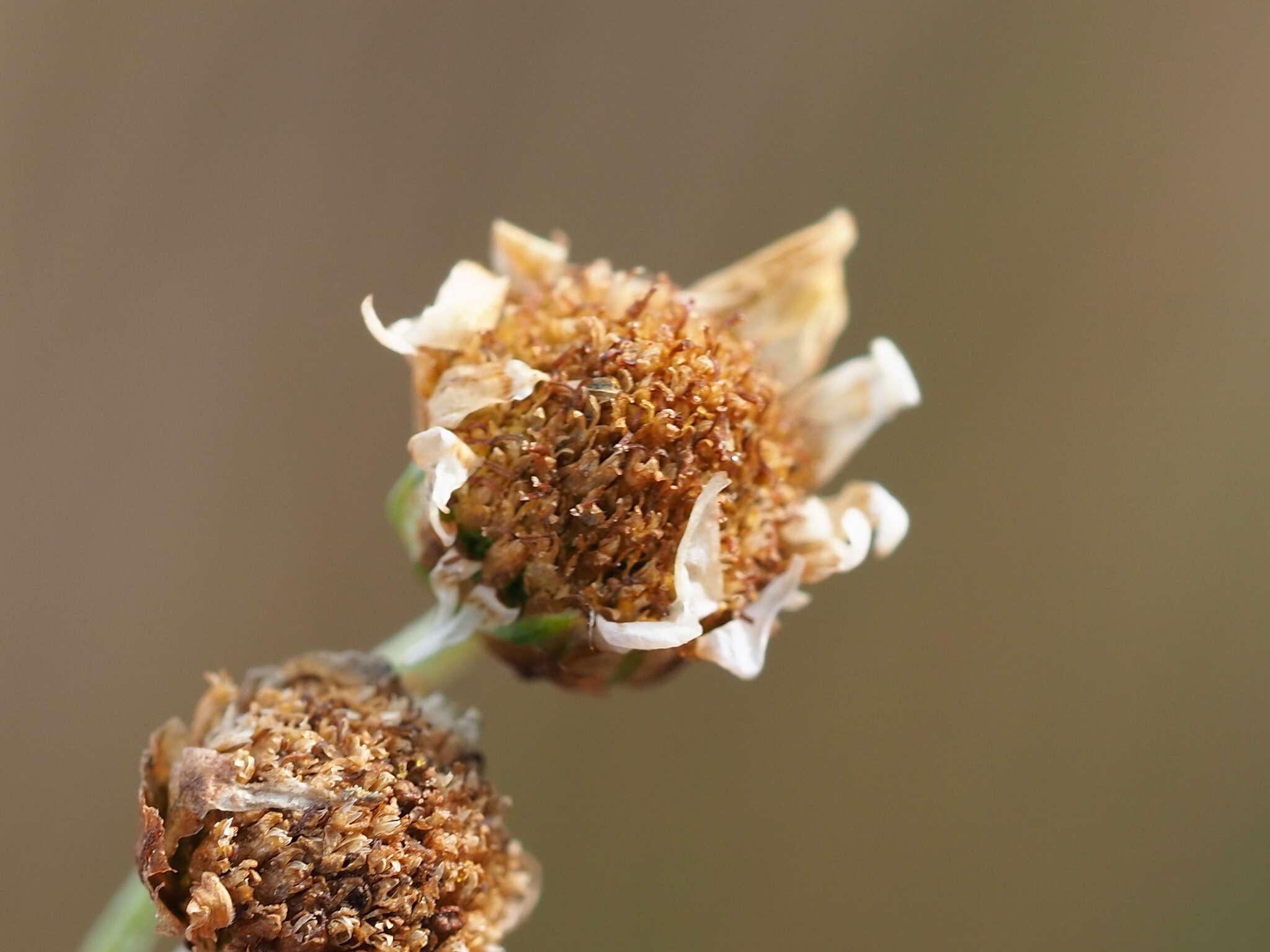 Image of Chrysanthemum lavandulifolium var. tomentellum Hand.-Mazz.