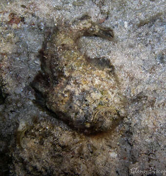 Image of Reef stonefish