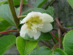 Image de Actinidia chinensis var. hispida C. F. Liang