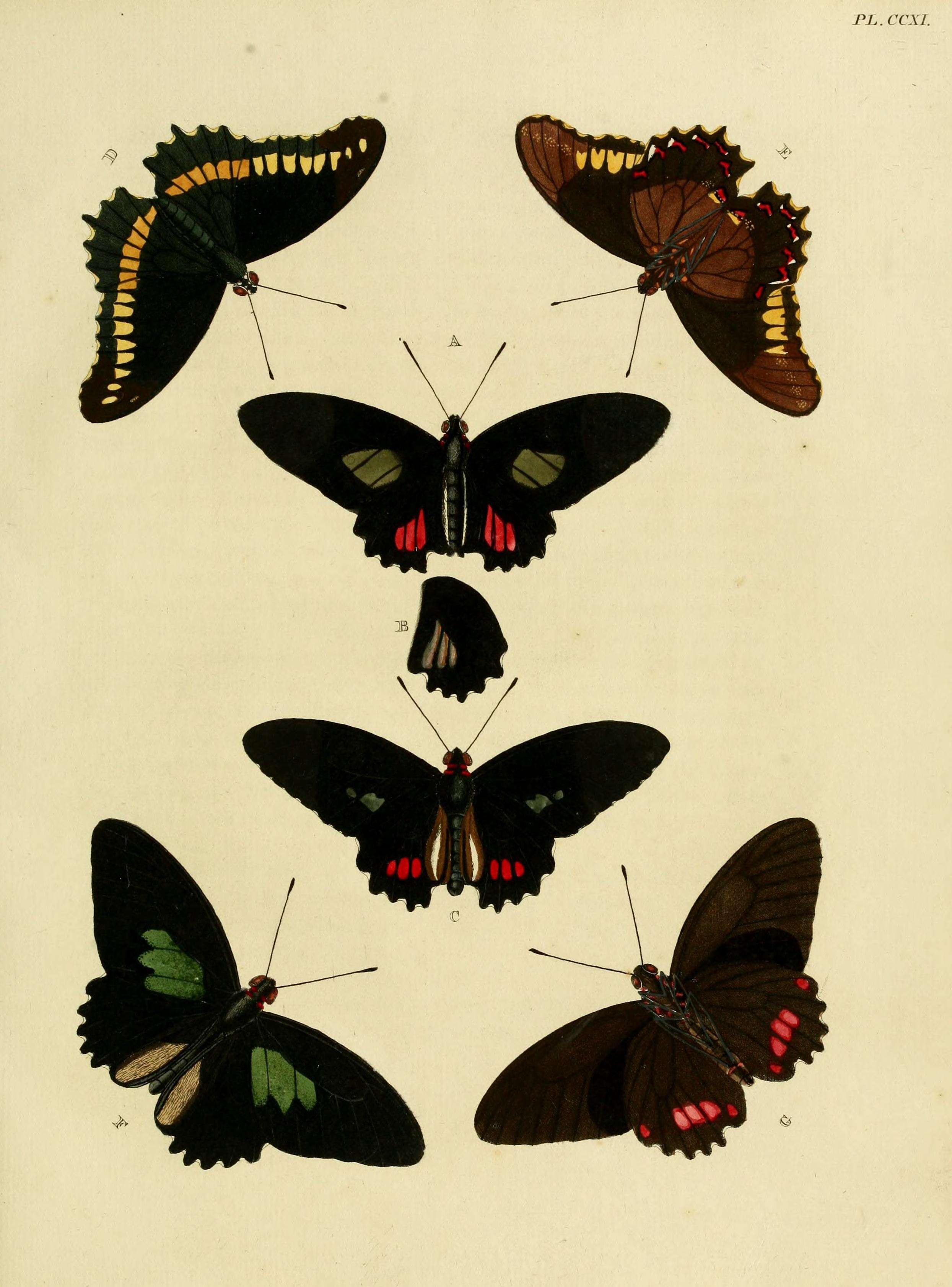 Image of Parides vertumnus (Cramer (1779))