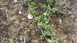 Image of Delosperma hollandii L. Bol.