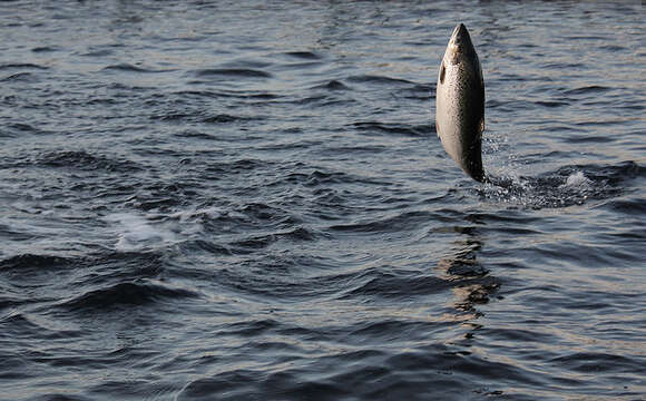 Слика од Атлантски лосос