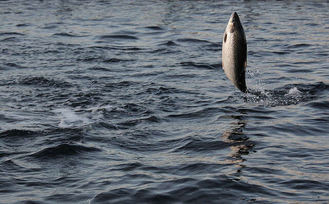 Слика од Атлантски лосос