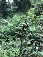 Image of Amorphophallus hirtus N. E. Br.