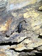 Image of Darkling beetle