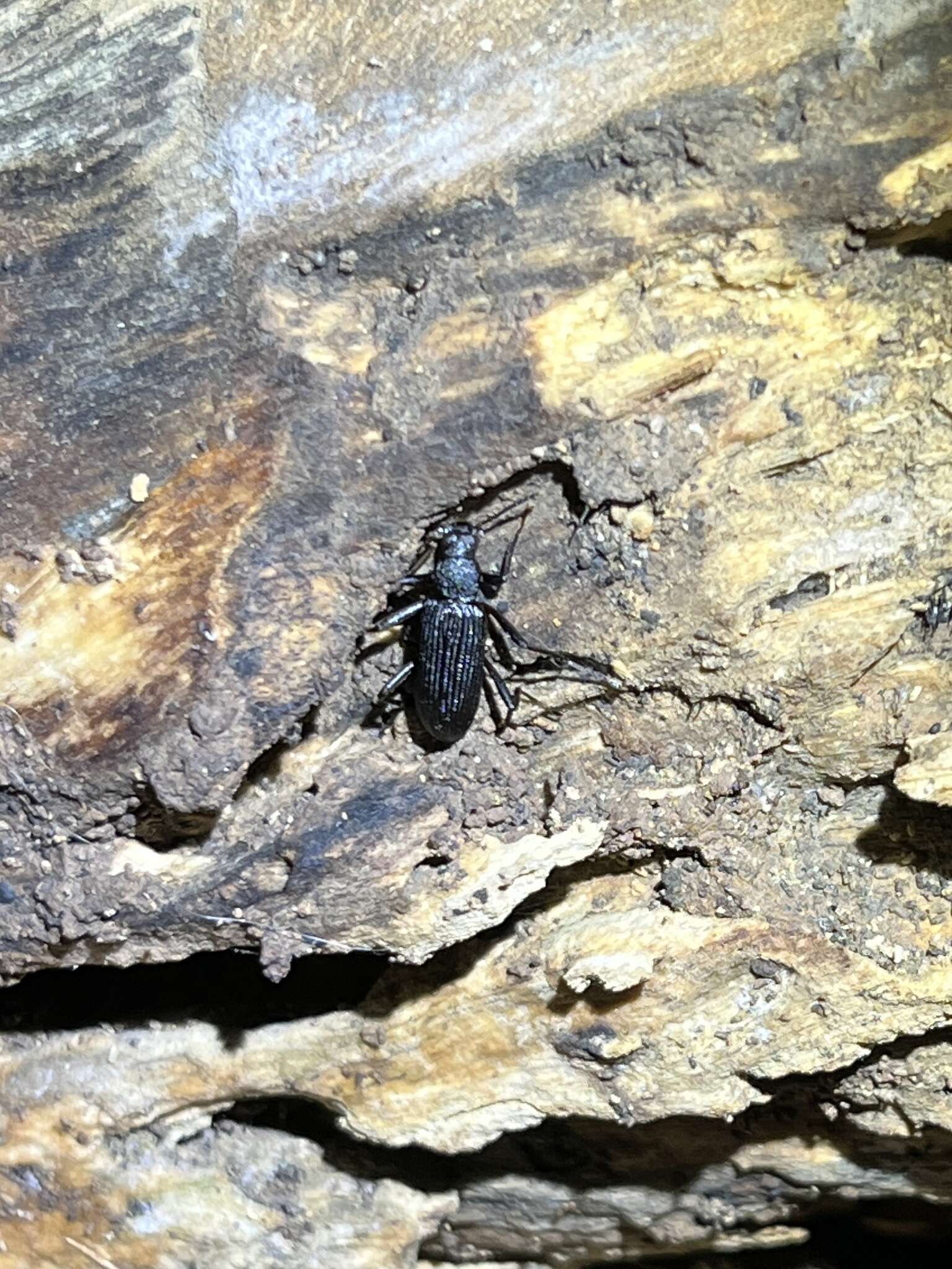 Image of Darkling beetle