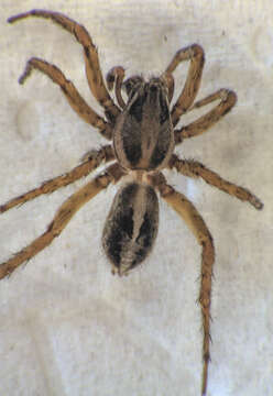 Image of Artoriopsis