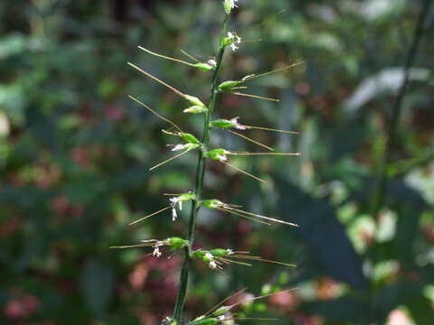 Image of Wavyleaf Basketgrass