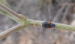 Imagem de Coleothorpa axillaris (J. L. Le Conte 1868)