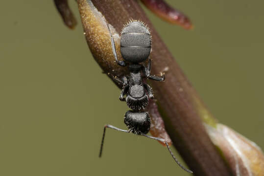 Image of Camponotus kiesenwetteri (Roger 1859)