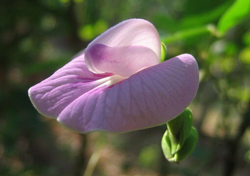 Image of flor de conchitas