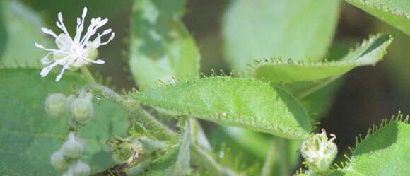 صورة Croton ciliatoglandulifer Ortega