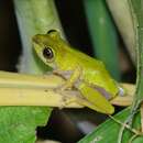 Image of Cinnamon-bellied Reed Frog