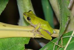 Image of Cinnamon-bellied Reed Frog